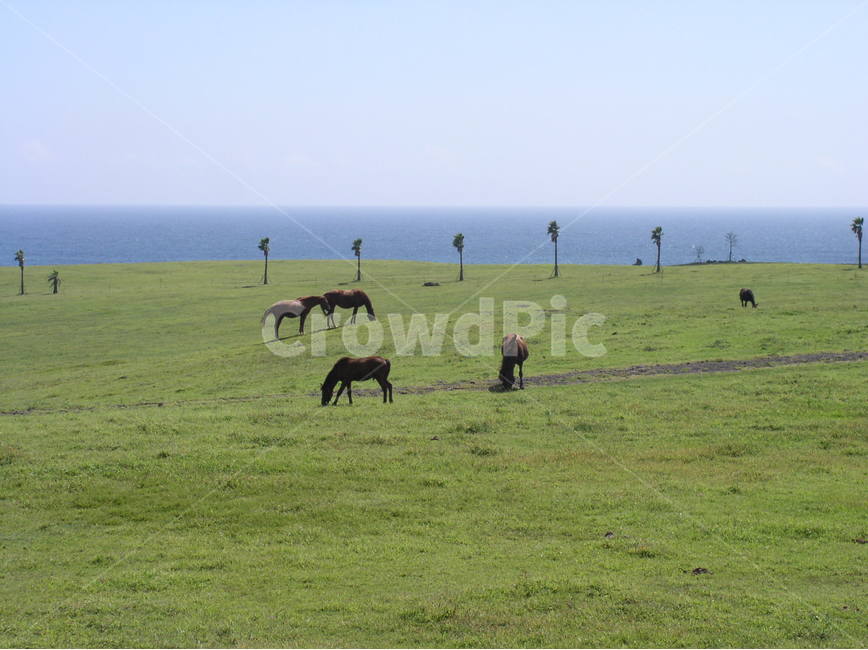 제주도풍경,제주도목장,제주도말목장,제주도초원,제주도,koreajejuislandlandscape,koreainternationalroad,koreainternationalcapitalollehroad