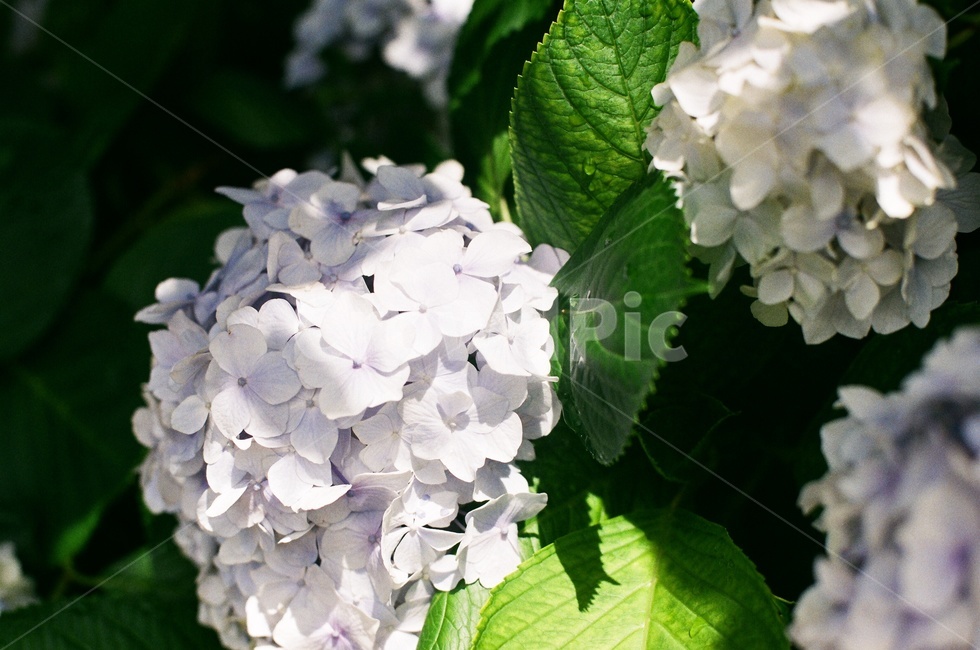 plant,식물,blossom,꽃,flower,연화도,수국,hydrangea