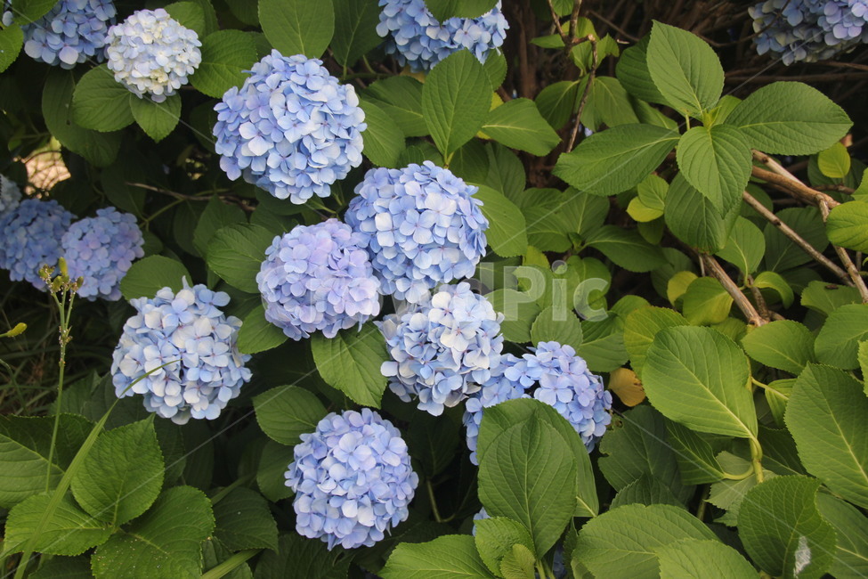 blue flower,environment,nature,natural environment,hydrangea,flower