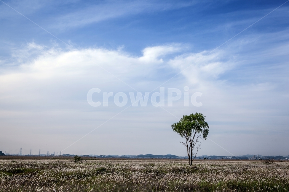 우음도,나홀로나무,왕따나무,삘기,삘기밭,광야,들판,자연,풍경,nature,landscape,한국자연풍경,한국자연경관,korea nature landscape,savanna,대초원,grassland,목초지,outdoors,옥외,field,들