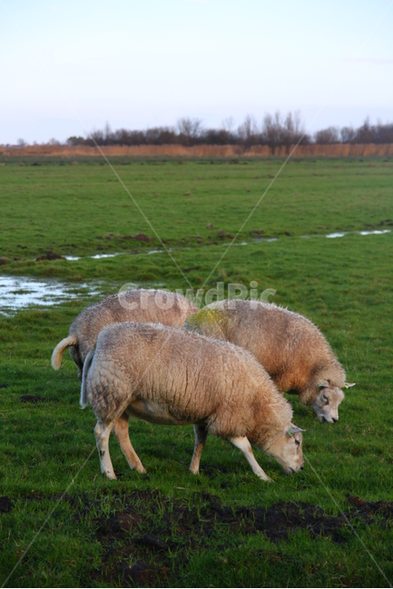 동물,양,들판,풀뜯는,자연,zaanseschans,nederland,동물,animal,포유류,mammal