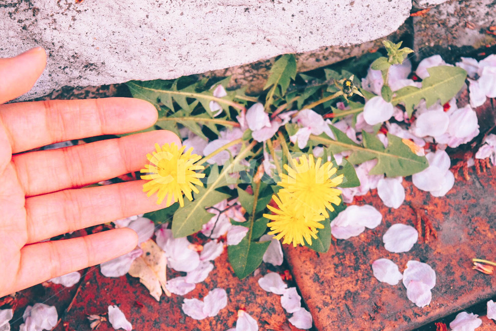 손,꽃,민들레,벚꽃,핑크,자연,풍경,봄,아련한,데이트,pink,sakura,dandelion,landscape,hand,분홍,warm,cozy,봄,계절,spring,season,식물,자연,plants,nature,꽃,flower,감성,sensible,feeling,plant,blossom,petal,꽃잎
