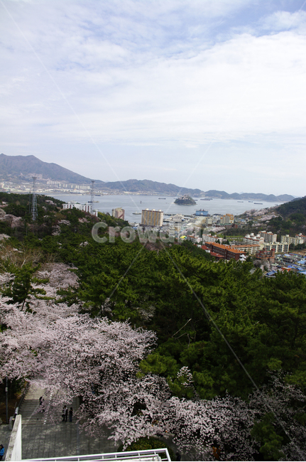 진해,벚꽃,나무,풍경,바다,봄,계절,spring,season,도시,풍경,city,landscape,한국도시풍경,한국도시경관,korea cityscape,nature,자연,outdoors,옥외,scenery,경치,plant,식물
