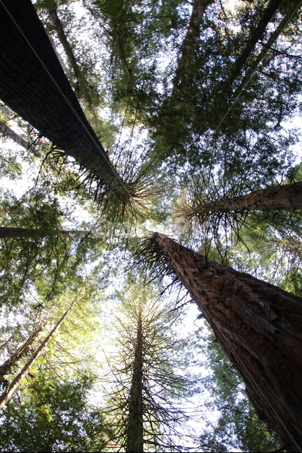숲,나무,하늘,자연,푸른잎,쭉뻗은,식물,자연,plants,nature,나무,trees,wood