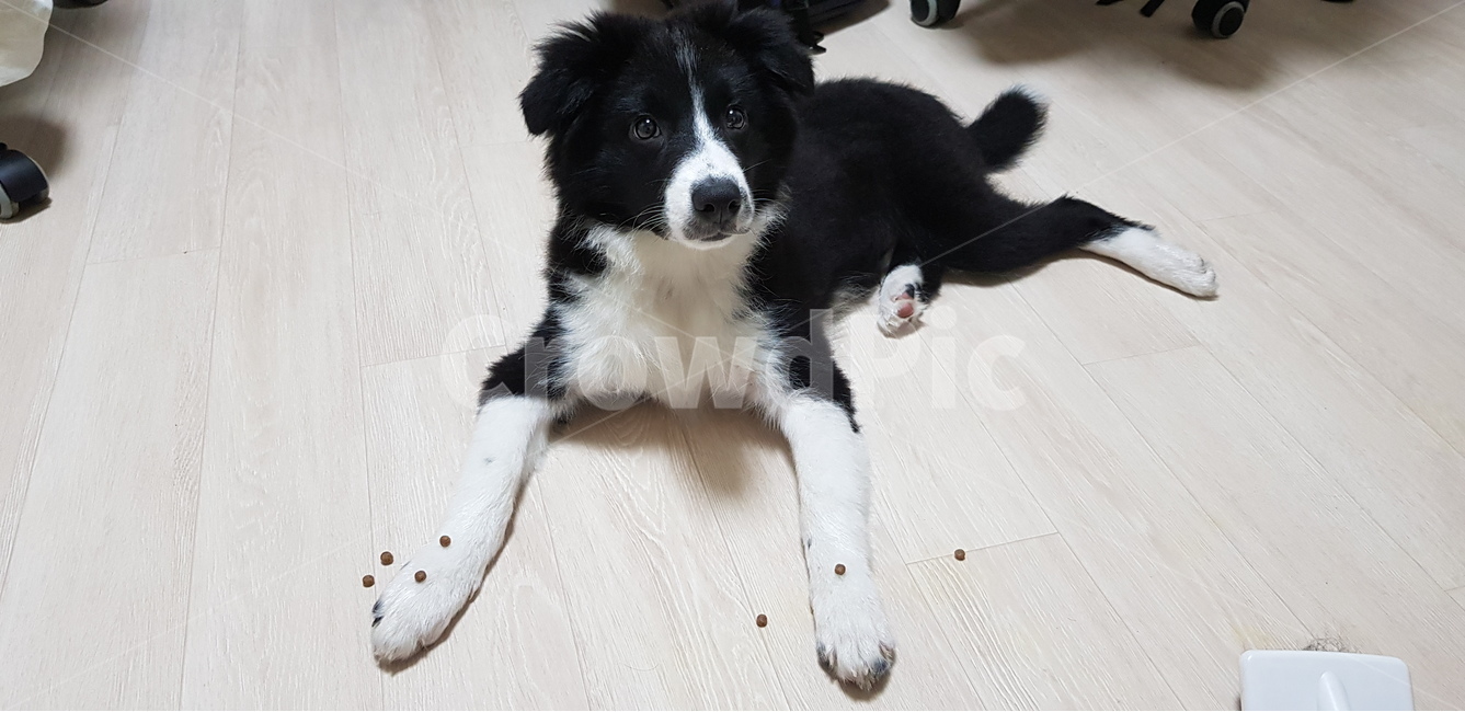보더콜리,반련견,애완견,집개,개,강아지,콜리,동물,animal,포유류,mammal,개,강아지,dog,doggy