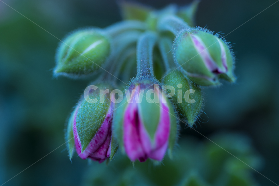 꽃,작은꽃,귀여운꽃,작고귀여운꽃,꽃봉우리,식물,자연,plants,nature,꽃,flower