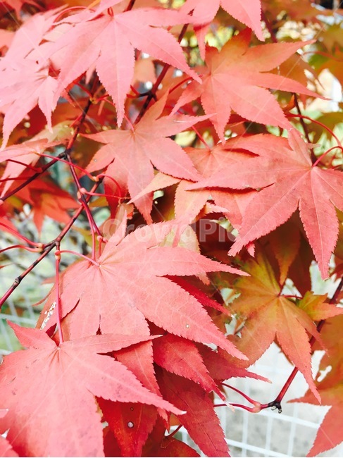 가을,autumn,fall,자연,nature,단풍,단풍잎,빨강,빨간색,red,단풍나무,가을,계절,fall,autumn,season,식물,자연,plants,nature,leaf,잎,plant,tree,나무,maple