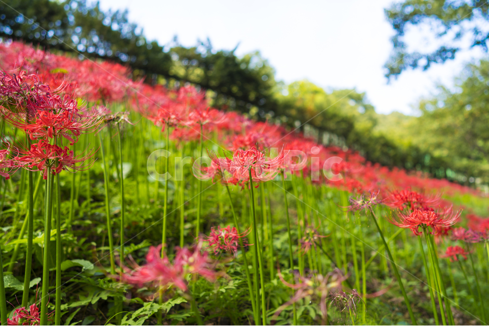 산야초,꽃무릇,꽃,빨강,매크로,식물,자연,plants,nature,꽃,flower