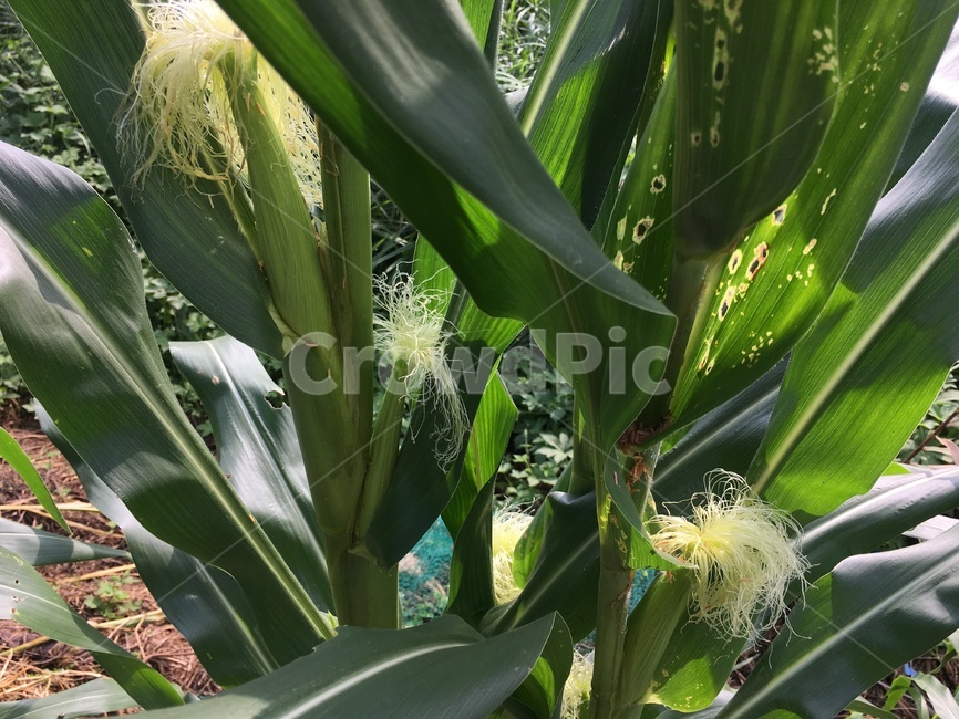 옥수수,corn,농작물,crop,식물,옥수수수염,성장,자라다,plant,녹색,자연,야외,시골,잎,leaf,nature,agricultural,자연스러운,싱싱한,maze