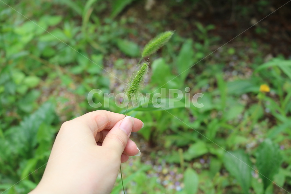 손,강아지풀,자연,식물,nature,hand,plant,foxtail