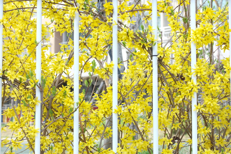 봄,봄꽃,개나리,Forsythiakoreana,Forsythia,season,계절,식물,식물도감,plants,spring,쌩떡잎식물,용담목,물푸레나무과의낙엽관목,연교,신리화,속씨식물,원산지한국,분포지역한국중국,4월,5월,April,may,dicotyledon,gentianales,봄,계절,spring,season,식물,자연,plants,nature,꽃,flower,plant