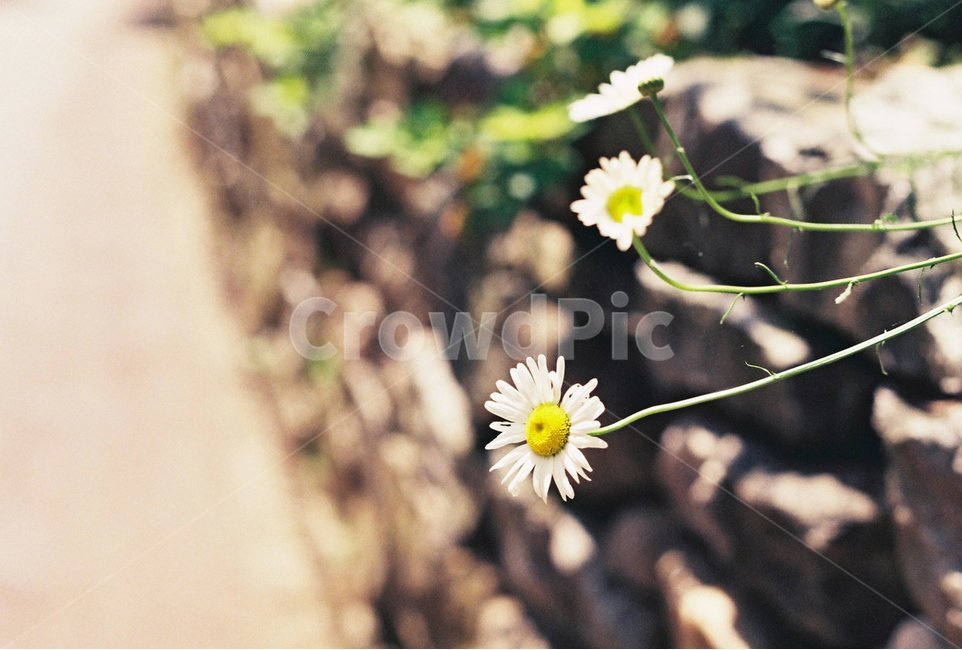 꽃,봄,마가렛,마거리트,봄꽃,계란꽃,하얀꽃,흰꽃,담장,돌담,돌벽,작은꽃,spring,국화,식물,flower,봄,계절,spring,season,식물,자연,plants,nature,꽃,flower,감성,sensible,feeling,휴식,힐링,rest,relaxation,healing,plant