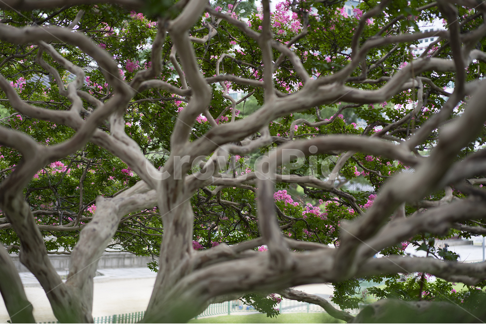 배롱나무,덕수궁,석조전,배롱,8월,식물,자연,plants,nature,꽃,flower,나무,trees,wood