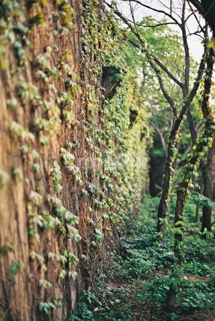 공원,덩굴,벽,park,wall,creeper,tree,nature,green,식물,자연,plants,nature,감성,sensible,feeling