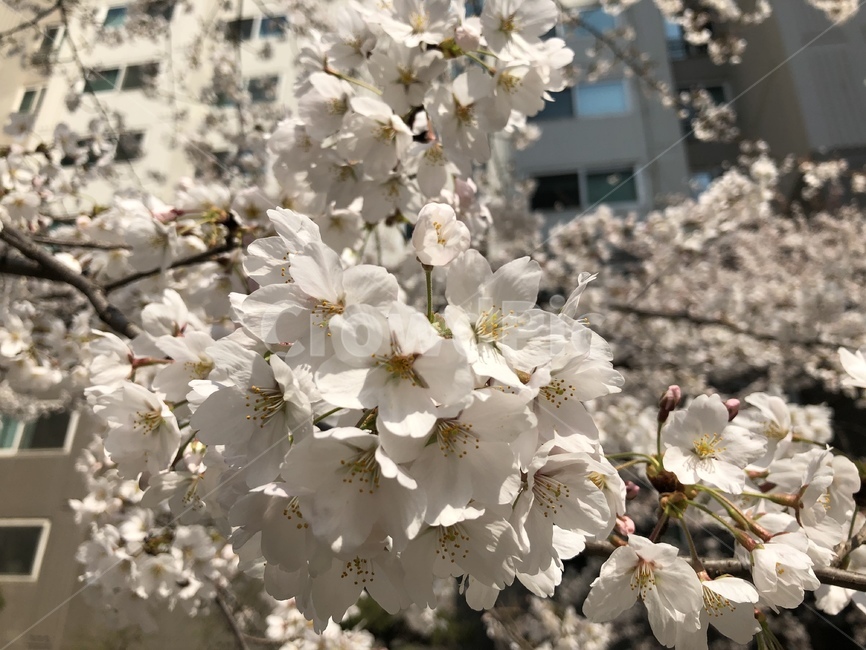 plant,식물,꽃,flower,벚꽃,blossom,봄,spring