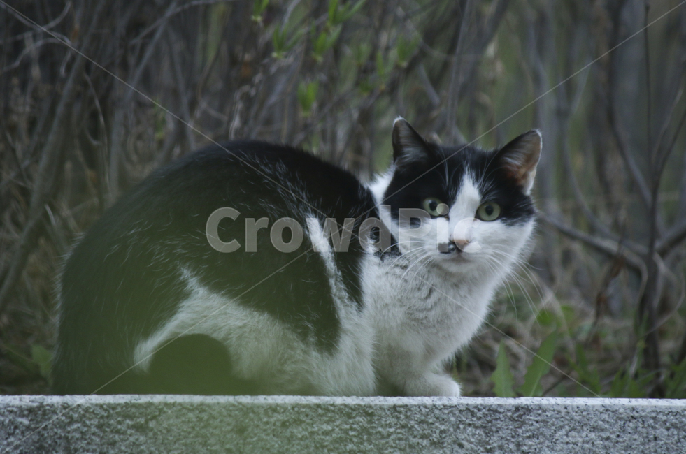 animal,동물,pet,애완동물,mammal,포유류,cat,고양이,얼룩고양이,동물,animal,포유류,mammal,고양이,cat,kitten,kitty