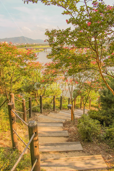 계단,나무계단,배롱나무,자연,nature,tree