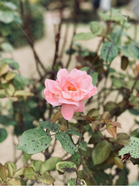 꽃,장미,식물,자연,분홍색장미,flower,rose,pink,nature,식물,자연,plants,nature,꽃,flower