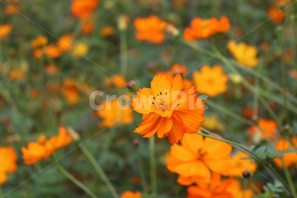 꽃,플라워,꽃밭,꽃송이,금잔디,식물,자연,plants,nature,꽃,flower