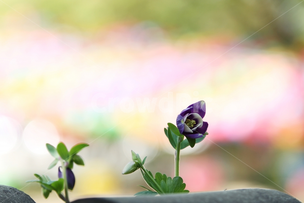 매발톱꽃,꽃,식물,자연,감성사진,봄꽃,식물,자연,plants,nature,꽃,flower