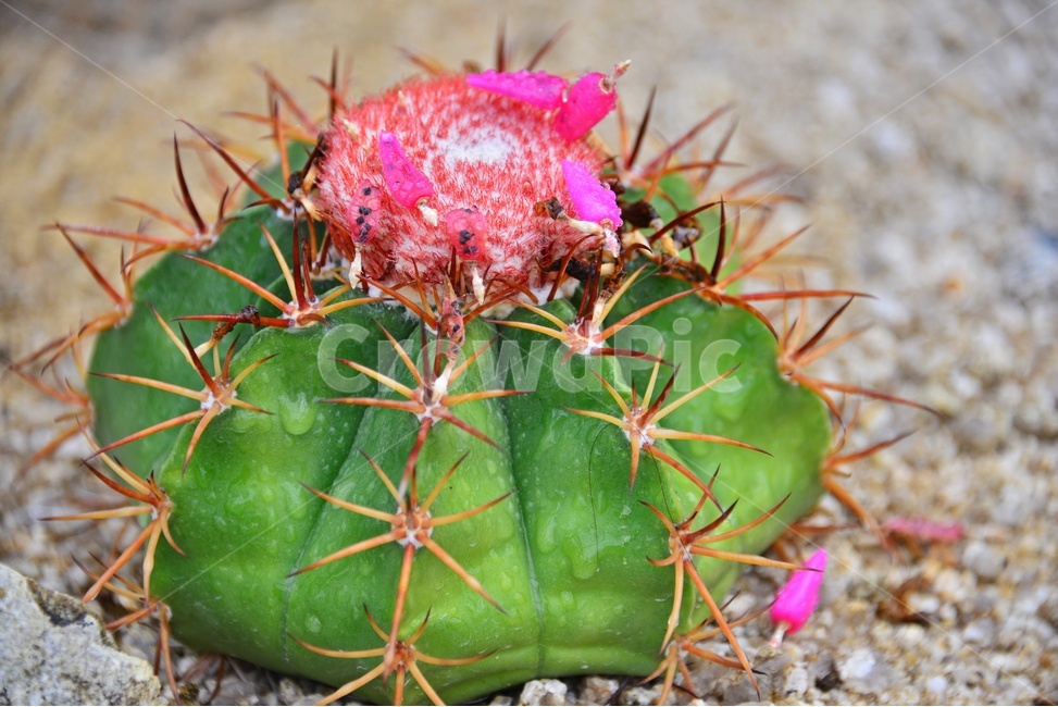 plant,식물,cactus,선인장,다육,다육식물,관상식물,관상다육,다육이,식물,자연,plants,nature