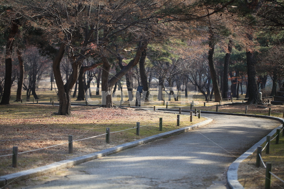산책길,treetrunk,나무줄기,tree,나무,plant,식물,겨울,계절