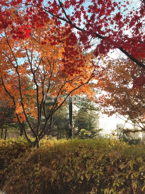 단풍나무,가을,autumn,가을단풍나무,가을햇빛