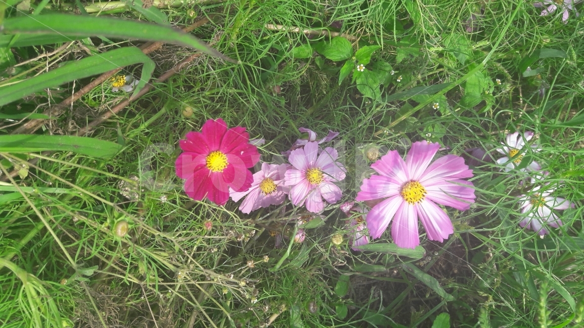 꽃,코스모스,초록,나란히,옹기종기,가을,계절,fall,autumn,season,식물,자연,plants,nature,꽃,flower,plant,geranium,제라늄,blossom