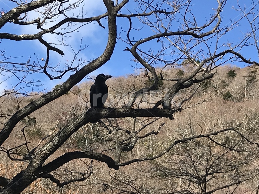 까마귀,한라산,한라산까마귀,한라산중턱,한라산경치,한라산풍경,제주도한라산