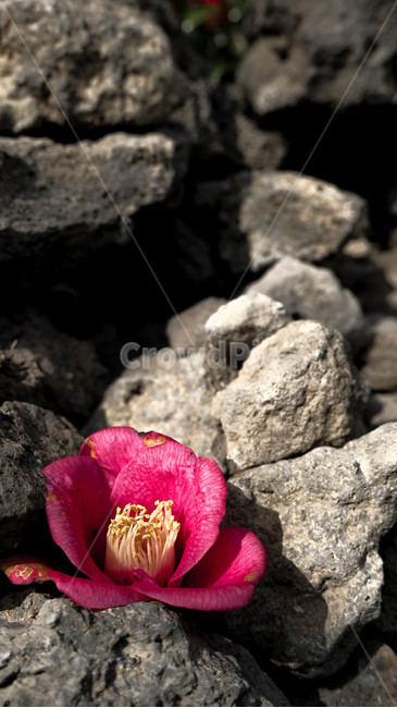 꽃,봄,동백꽃,잎사귀,초록,빨강,색감,분위기,감성,꽃,flower