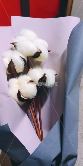 꽃,목화,목화꽃,시들지않는꽃,꽃다발,식물,자연,plants,nature,꽃,flower
