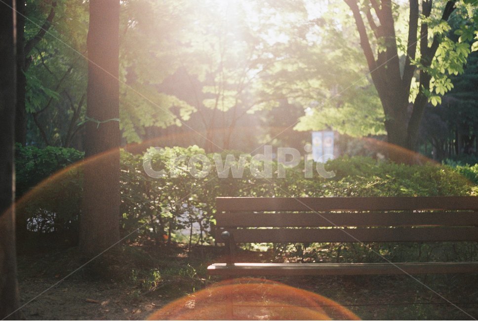 플레어,flare,햇빛,sunshine,나무,숲,forest,휴식,힐링,rest,relaxation,healing