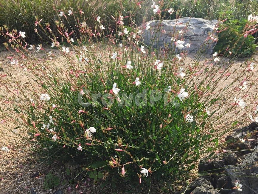 자연,꽃,바늘꽃,awillowherb,식물,식물,자연,plants,nature,꽃,flower