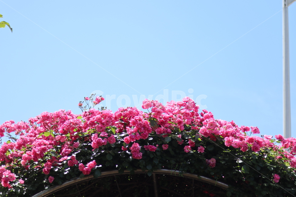 장미,핑크,5월,풍경,맑음,빛,식물,자연,plants,nature,꽃,flower