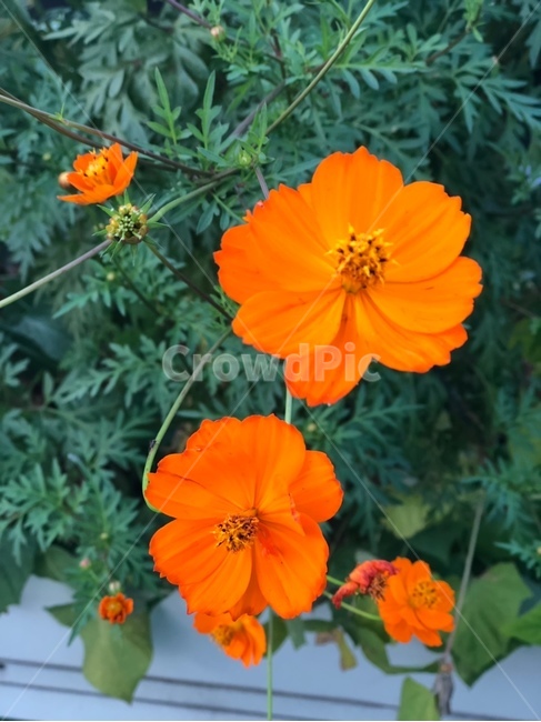 꽃,화분,집화분,주황꽃,주황색