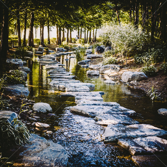 숲길,몽환적,시냇물,판타지,숲속,징검다리,물길,세미원,한적한,자연,풍경,nature,landscape,water,물,outdoors,옥외,creek,작은 만,stream,흐름