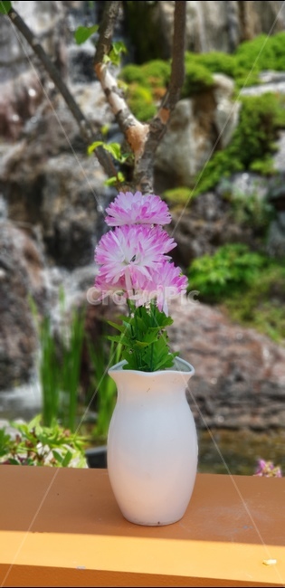식물,나무,화목원,저원,꽃,식물,자연,plants,nature,꽃,flower