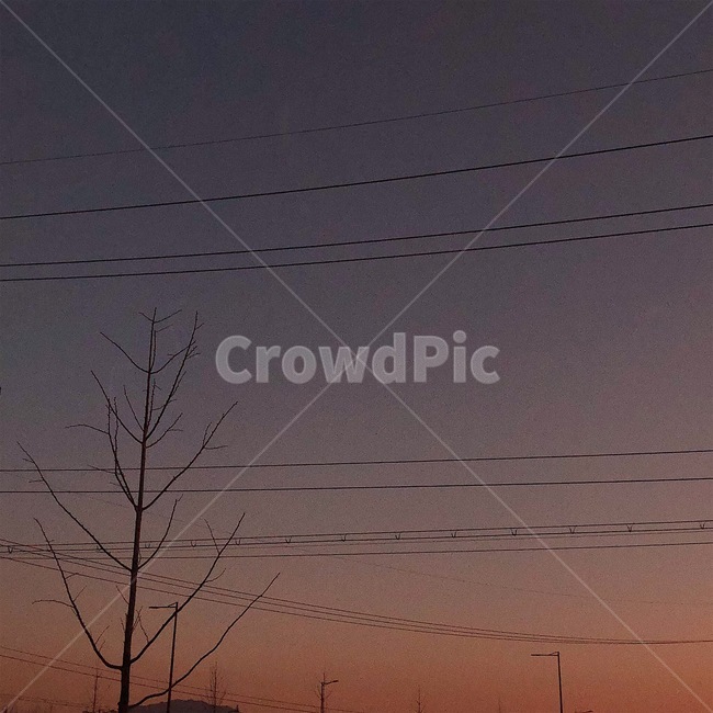 하늘,노을,전깃줄,나무,sky