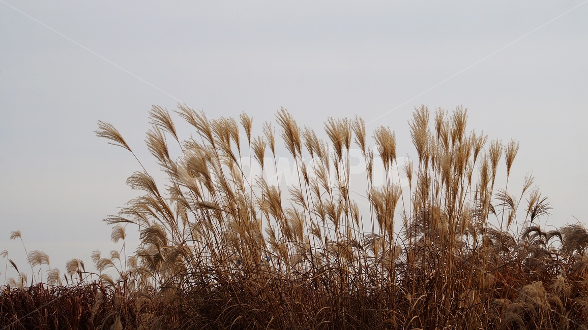 가을,가을풍경,하늘공원,갈대,억세풀,가을,계절,fall,autumn,season,식물,자연,plants,nature,grass,잔디,plant,lawn,reed