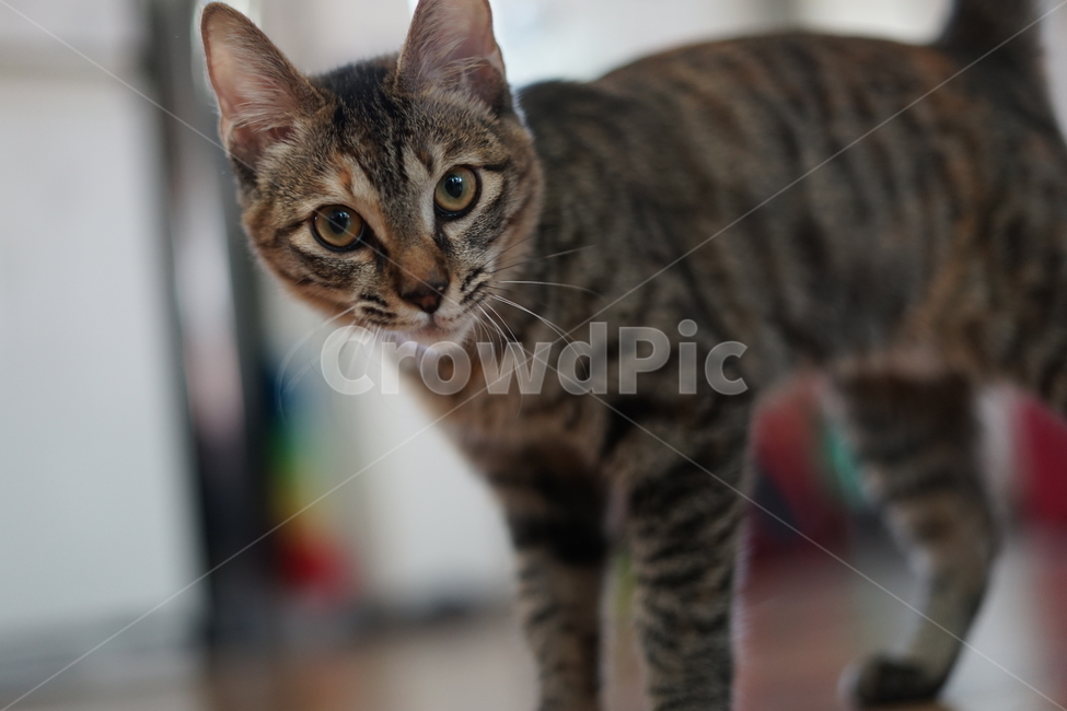 고양이,반려동물,동물,cat,pet,love,가족,family,동물,animal,포유류,mammal,고양이,cat,kitten,kitty