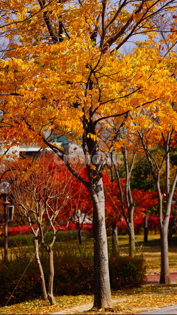 단풍,단풍나무,노랑색,엽록소,감성,maple,잎,식물,가을,계절,fall,autumn,season,식물,자연,plants,nature,나무,trees,wood,tree,plant