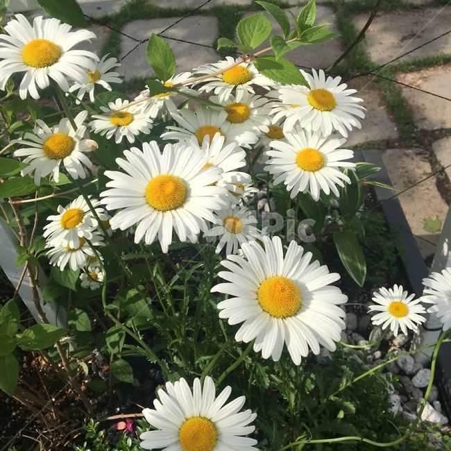 식물,꽃,풀,봄,국화,여름,불란서국화,흰색,노란색,초록,민들레,flower,plants,nature,spring,summer,landscape,daisy,oxeyedaisy,프랑스,프랑스국화