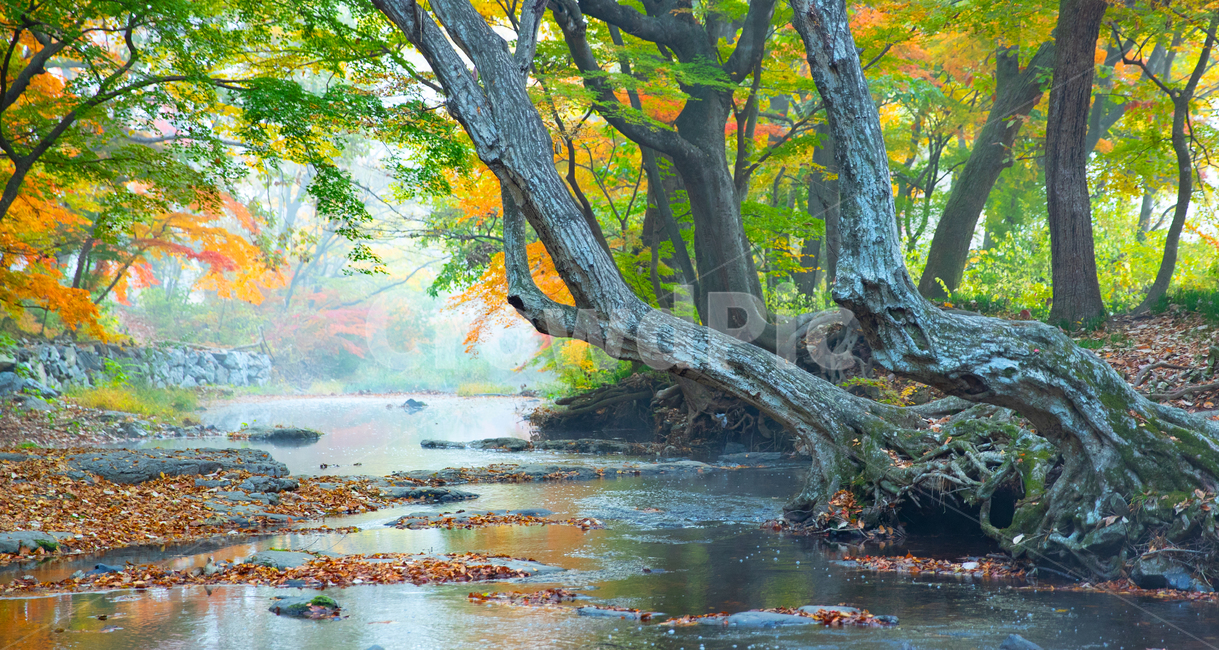 가을,나무,도솔천,계류,아침,가을,계절,fall,autumn,season,자연,풍경,nature,landscape,한국자연풍경,한국자연경관,korea nature landscape,식물,plants,나무,trees,wood,land,땅,outdoors,옥외,water,물,plant,tree,tree trunk,나무 줄기