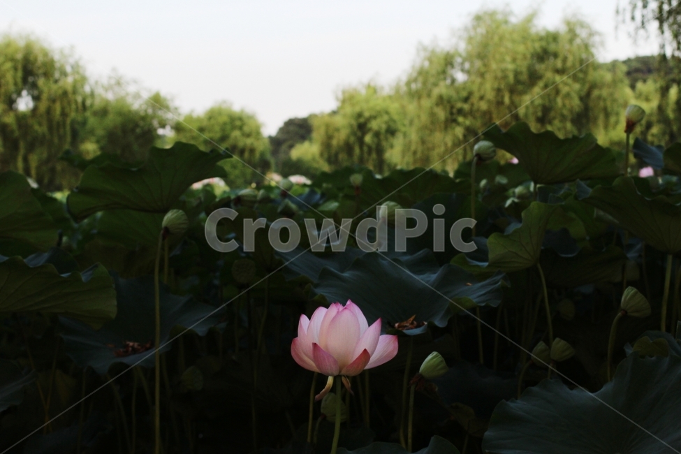 연꽃,꽃,flower,식물,자연,연못,향기,식물,자연,plants,nature,꽃,flower