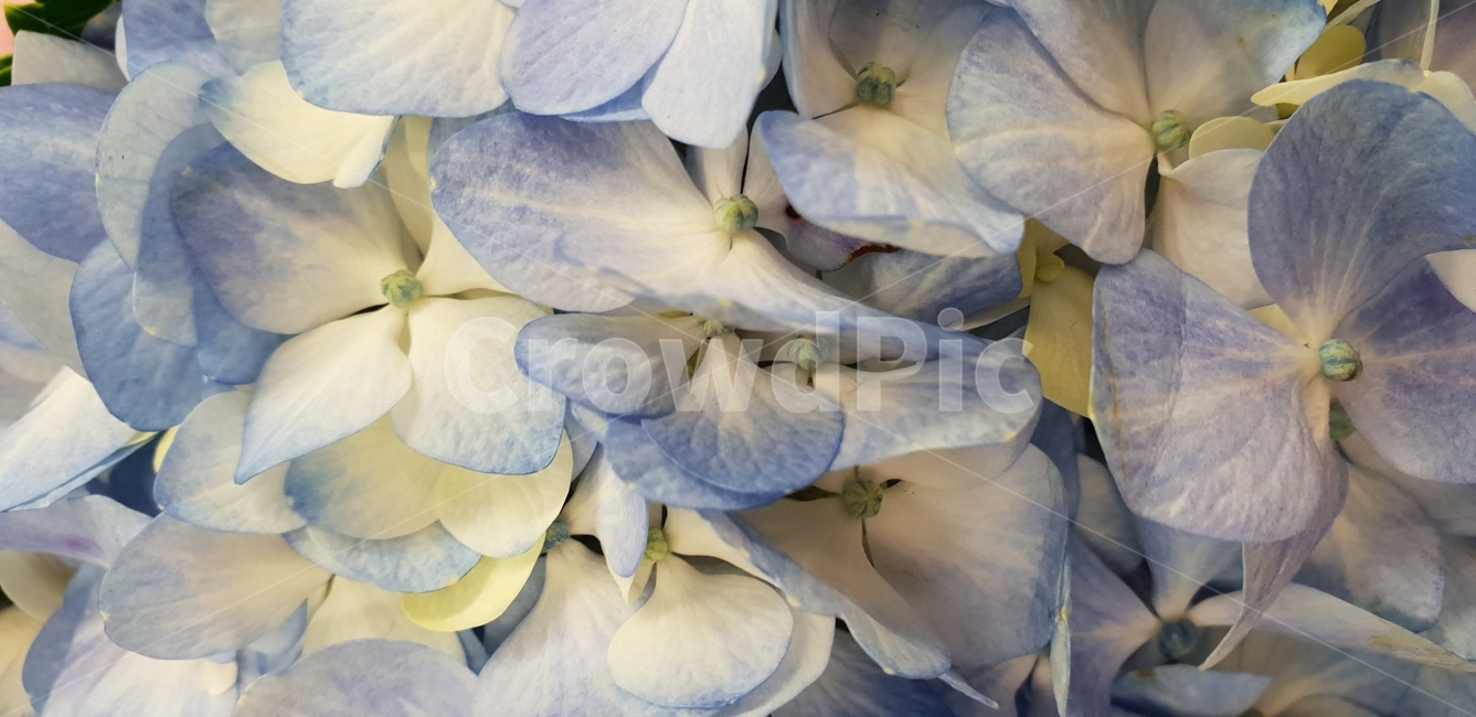 수국,보라수국,보라색,다발꽃,절꽃,꽃,flower