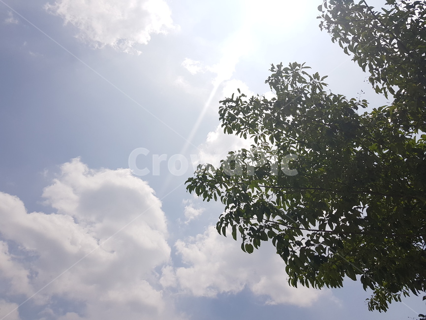 구름,하늘,푸른하늘,뭉게구름,하얀구름,흰구름,파란하늘,나무,햇살,cloud,sky,bluesky,tree,맑은하늘