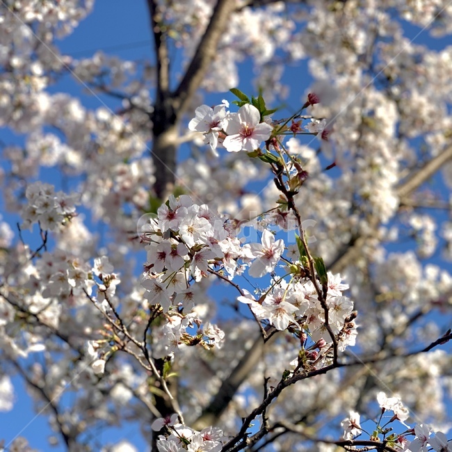 식물,blossom,꽃,flower,자연