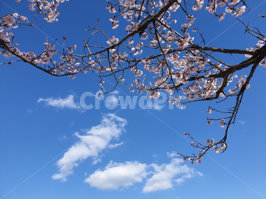 꽃,하늘,맑음,풍경,파란하늘,봄,계절,spring,season,plant,식물