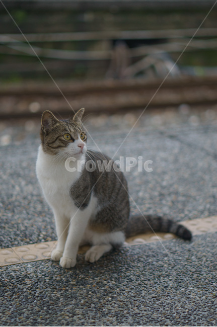 고양이,동물,비,봄,아스팔트,동물,animal,포유류,mammal,고양이,cat,kitten,kitty
