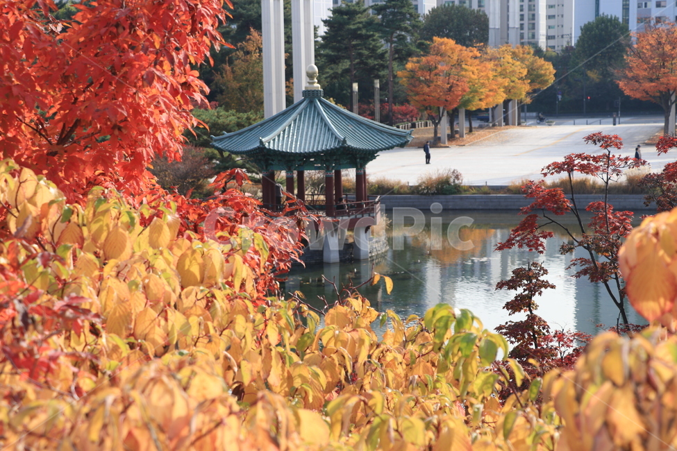 가을,낙엽,autumn,fall,leaves,fallenleaves,가을,계절,fall,autumn,season,자연,풍경,nature,landscape,한국자연풍경,한국자연경관,korea nature landscape,plant,식물,tree,나무,leaf,잎